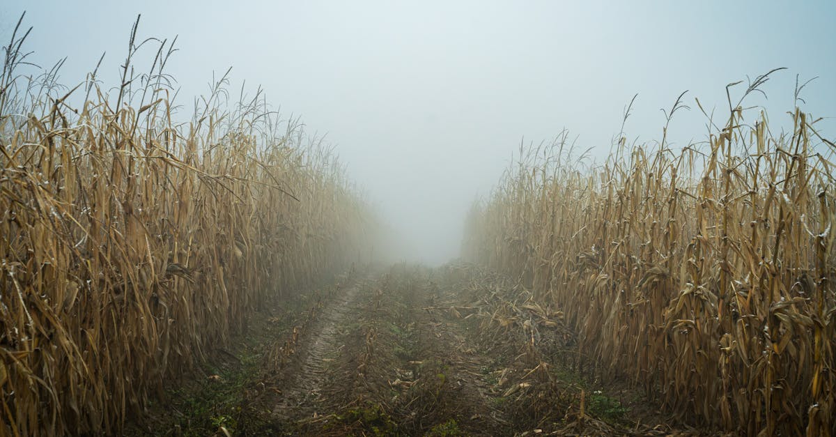 découvrez notre sélection de feux antibrouillard avant pour améliorer la visibilité et la sécurité de votre véhicule par temps de brouillard.